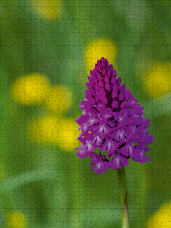 Ein Motiv aus dem Kalender Zauber der Natur - Heimische Orchideen und Wiesenblumen