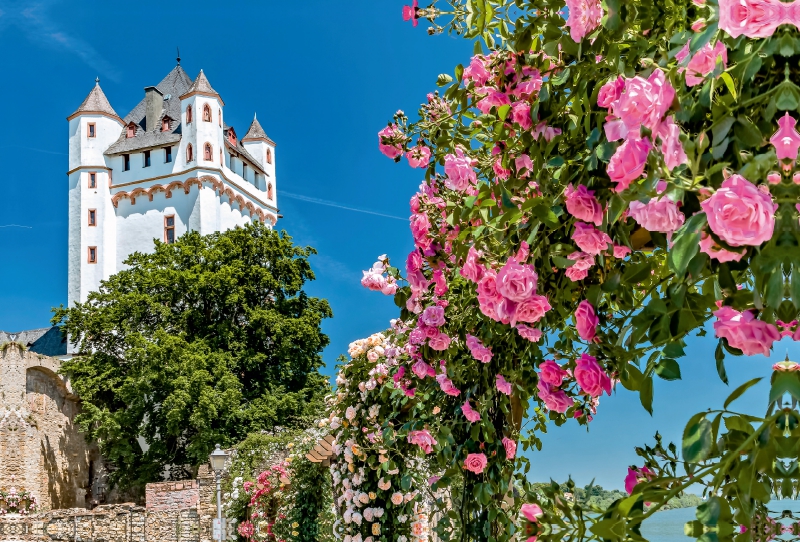 Kurfürstliche Burg mit Rosen