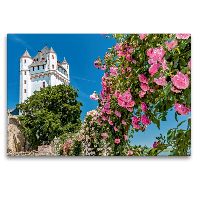 Kurfürstliche Burg mit Rosen