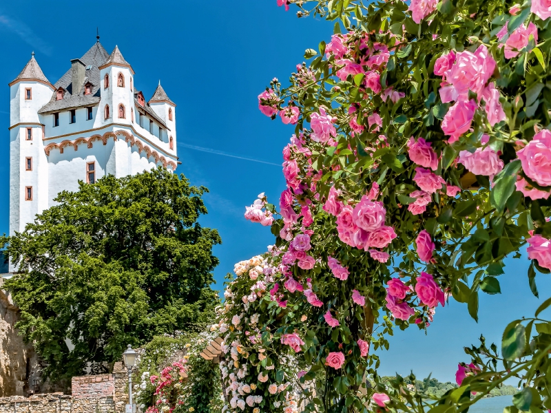 Kurfürstliche Burg mit Rosen