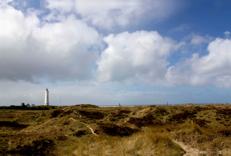 Dünenlandschaft am Blåvands Huk