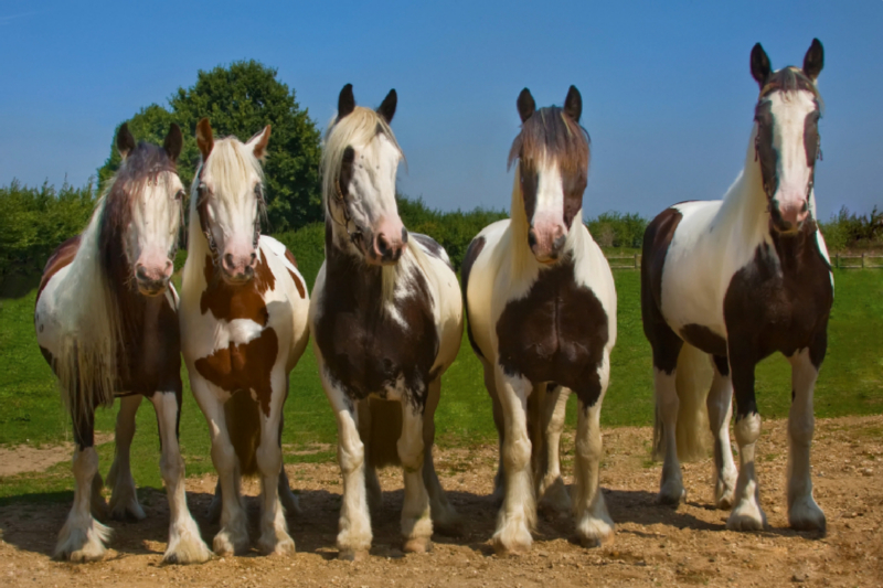 Ein Motiv aus dem Kalender Gypsy Horses