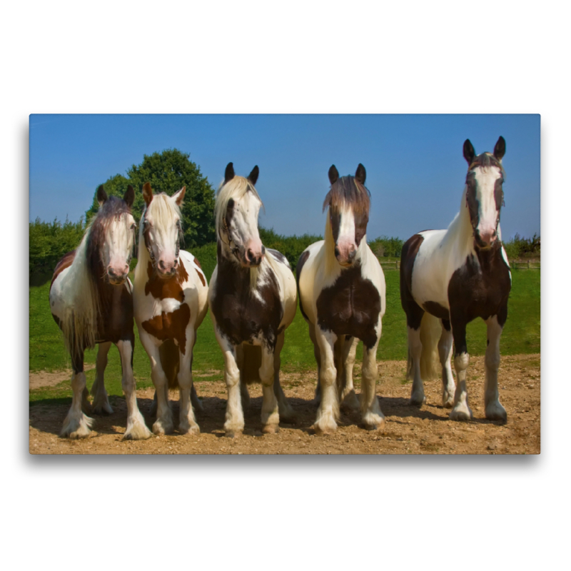 Ein Motiv aus dem Kalender Gypsy Horses