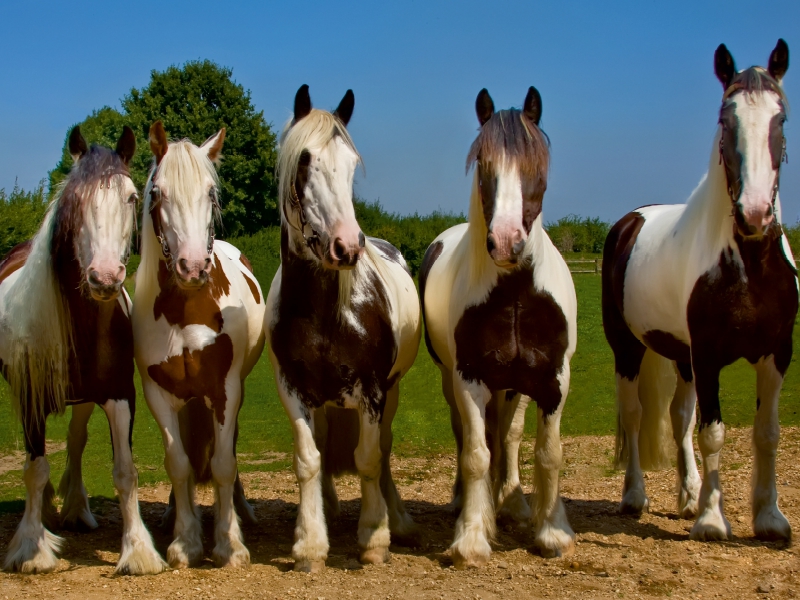 Ein Motiv aus dem Kalender Gypsy Horses