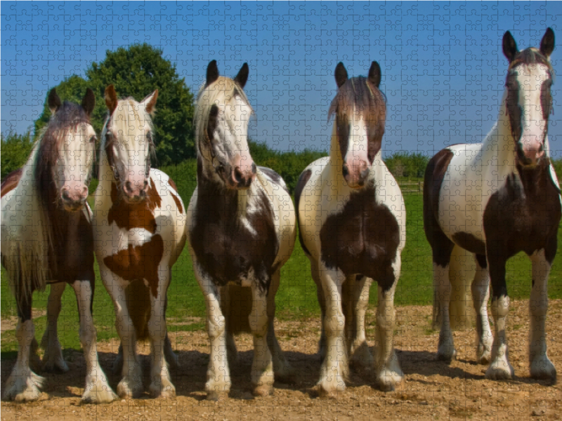 Ein Motiv aus dem Kalender Gypsy Horses