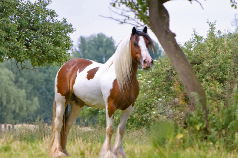 Ein Motiv aus dem Kalender Gypsy Horses