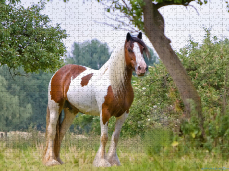 Ein Motiv aus dem Kalender Gypsy Horses