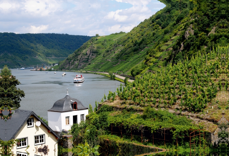 Weinberge bei Beilstein an der Mosel