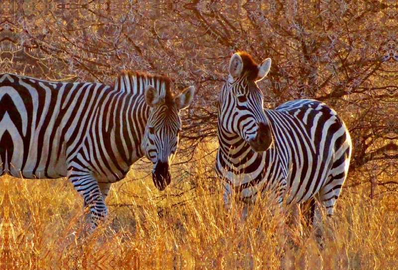 Zebras im Morgenlicht - morgendliche Safai