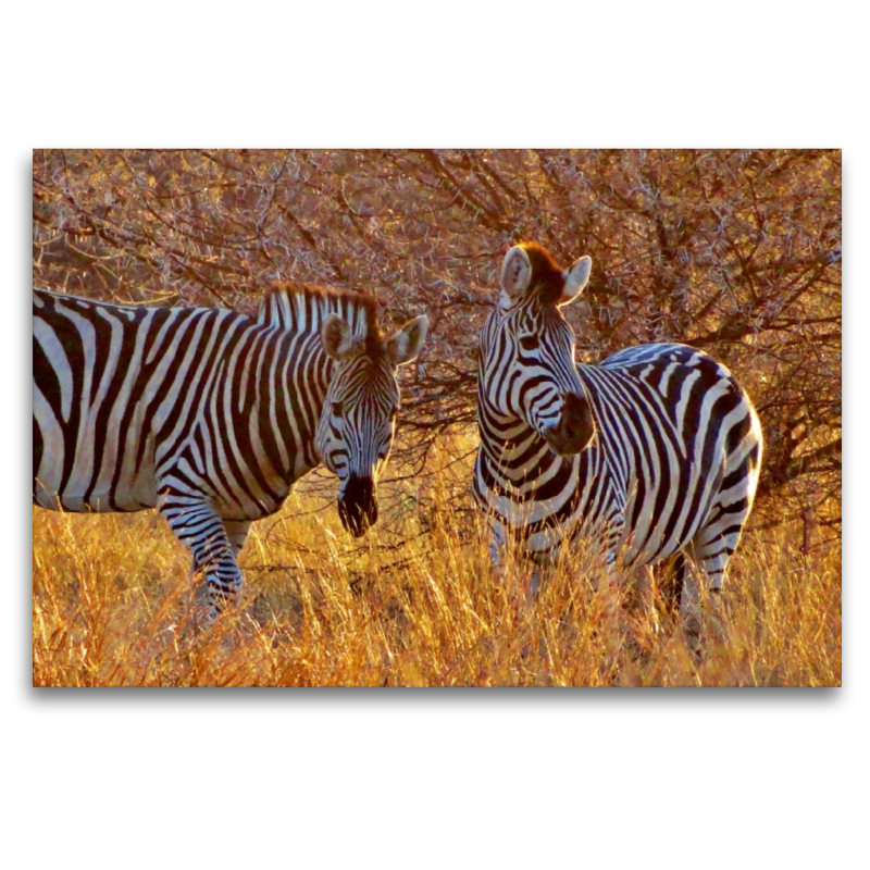 Zebras im Morgenlicht - morgendliche Safai