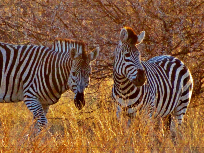 Zebras im Morgenlicht - morgendliche Safai