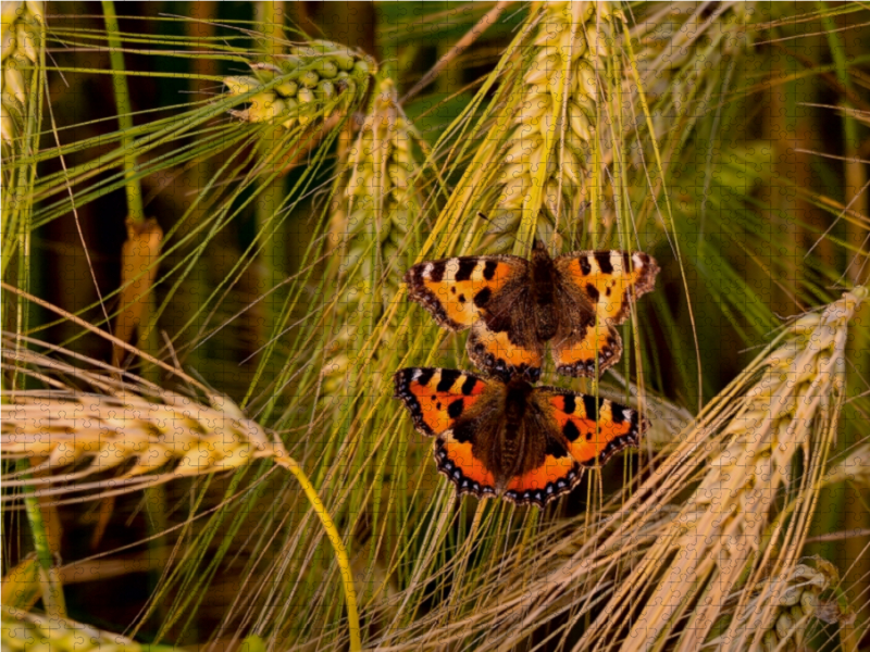 Fuchs-Schmetterlingspaar im Weizenfeld