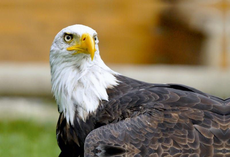 Weißkopfseeadler