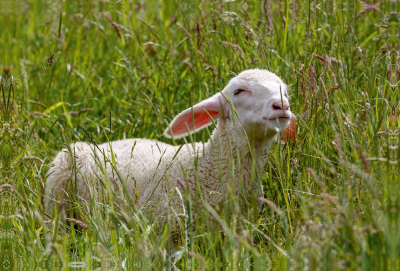 Lamm der Rasse Merinolandschafe