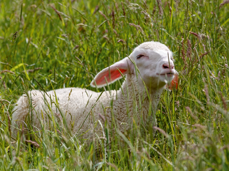 Lamm der Rasse Merinolandschafe