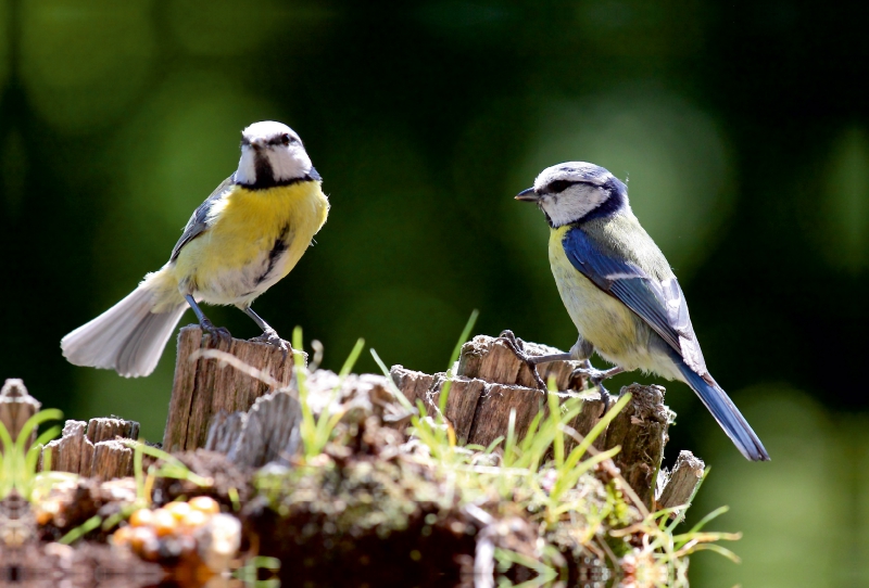 Zwei Blaumeisen auf einem Baumstumpf