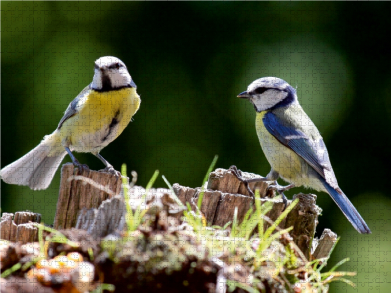 Zwei Blaumeisen auf einem Baumstumpf