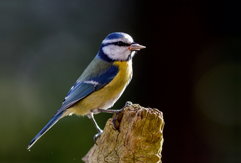 Blaumeise auf einem Baumstumpf