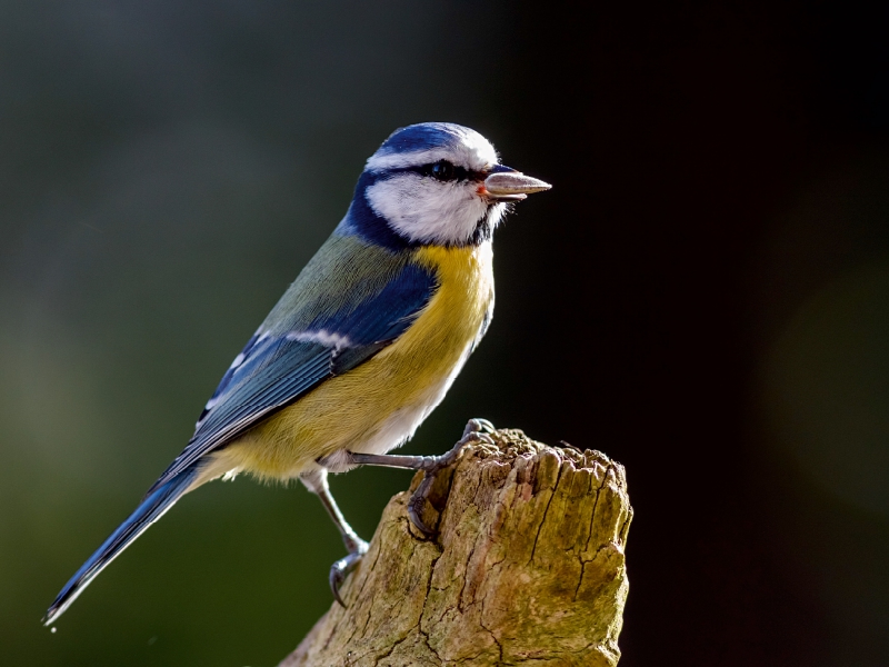 Blaumeise auf einem Baumstumpf