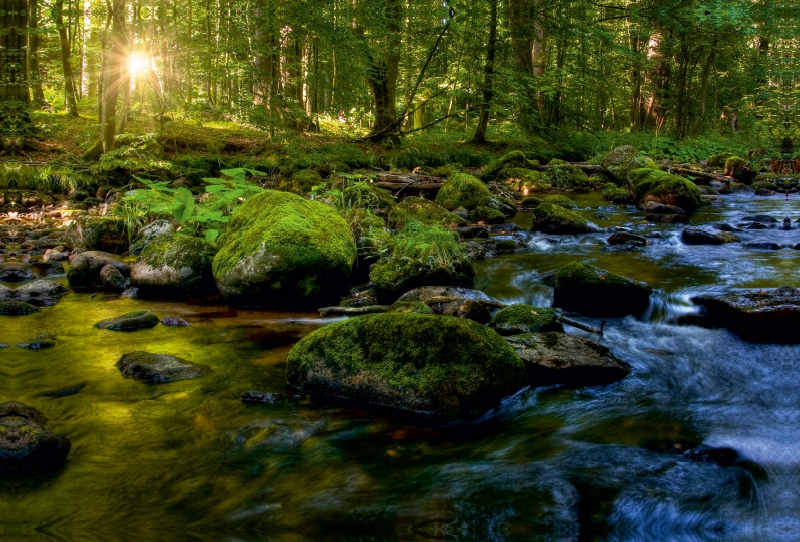 Ein Bach im Harz