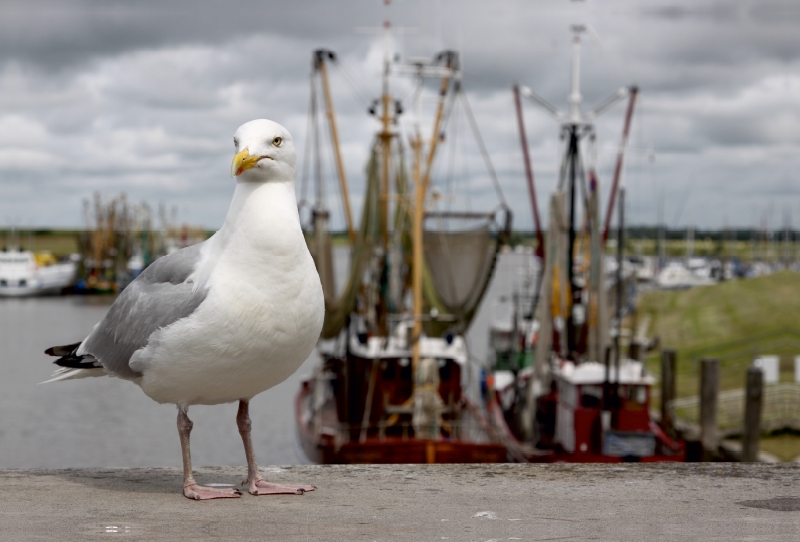 Silbermöwe im Hafen von Greetsiel, Ostfriesland