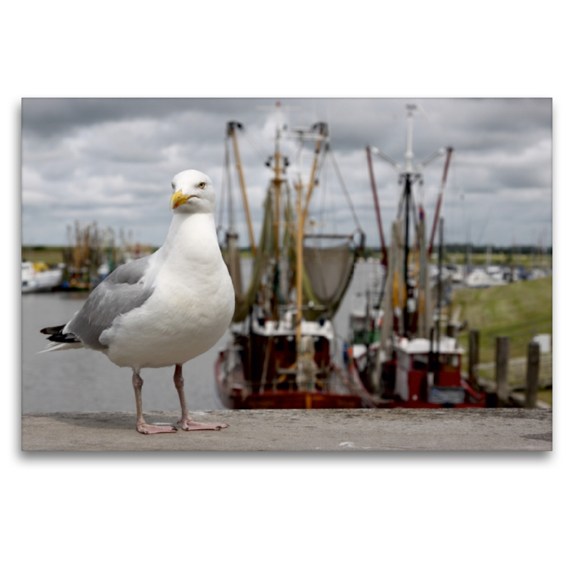 Silbermöwe im Hafen von Greetsiel, Ostfriesland