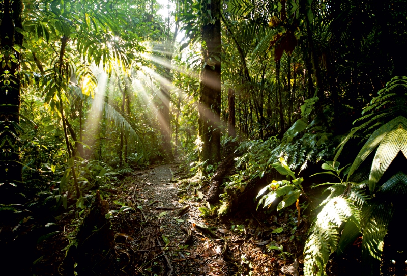 Sonnenstrahlen im Urwald Costa Rica