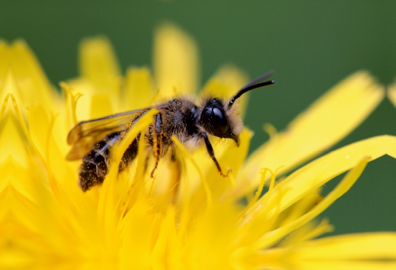 Ein Motiv aus dem Kalender Bienen - Fleißige Gartenbewohner