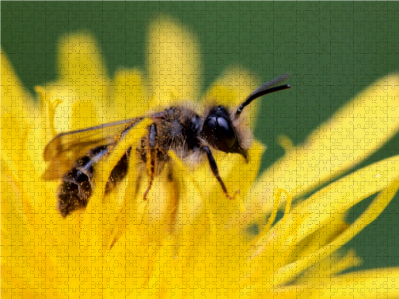 Ein Motiv aus dem Kalender Bienen - Fleißige Gartenbewohner