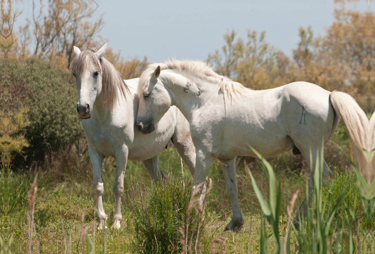 Natürliches Pferdeleben in der Camargue: Hengst und Stute