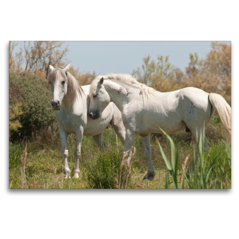 Natürliches Pferdeleben in der Camargue: Hengst und Stute