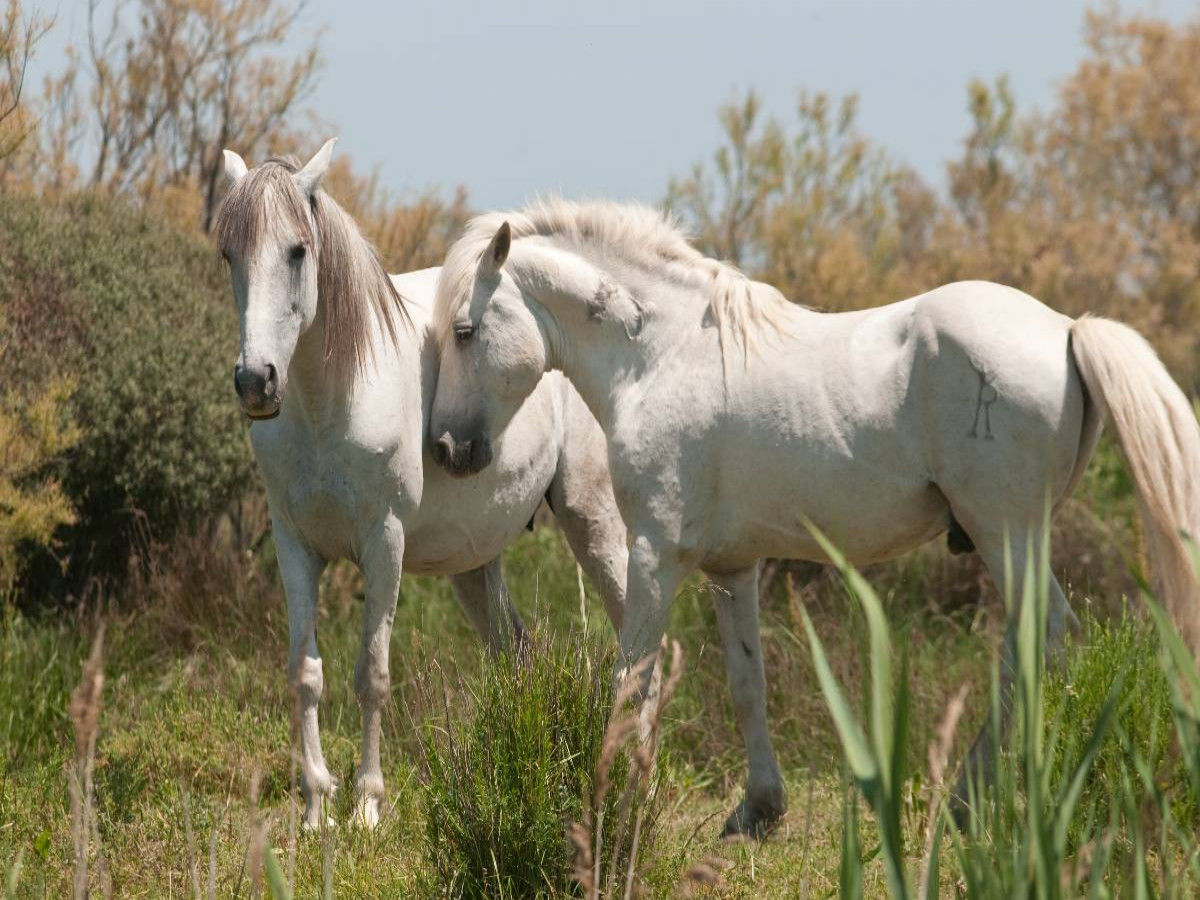 Natürliches Pferdeleben in der Camargue: Hengst und Stute