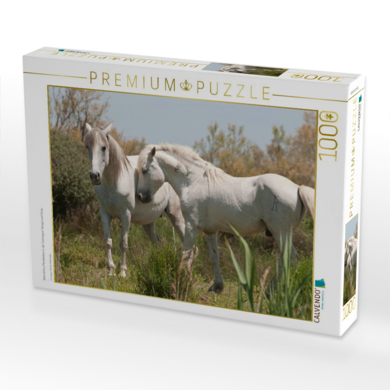 Natürliches Pferdeleben in der Camargue: Hengst und Stute