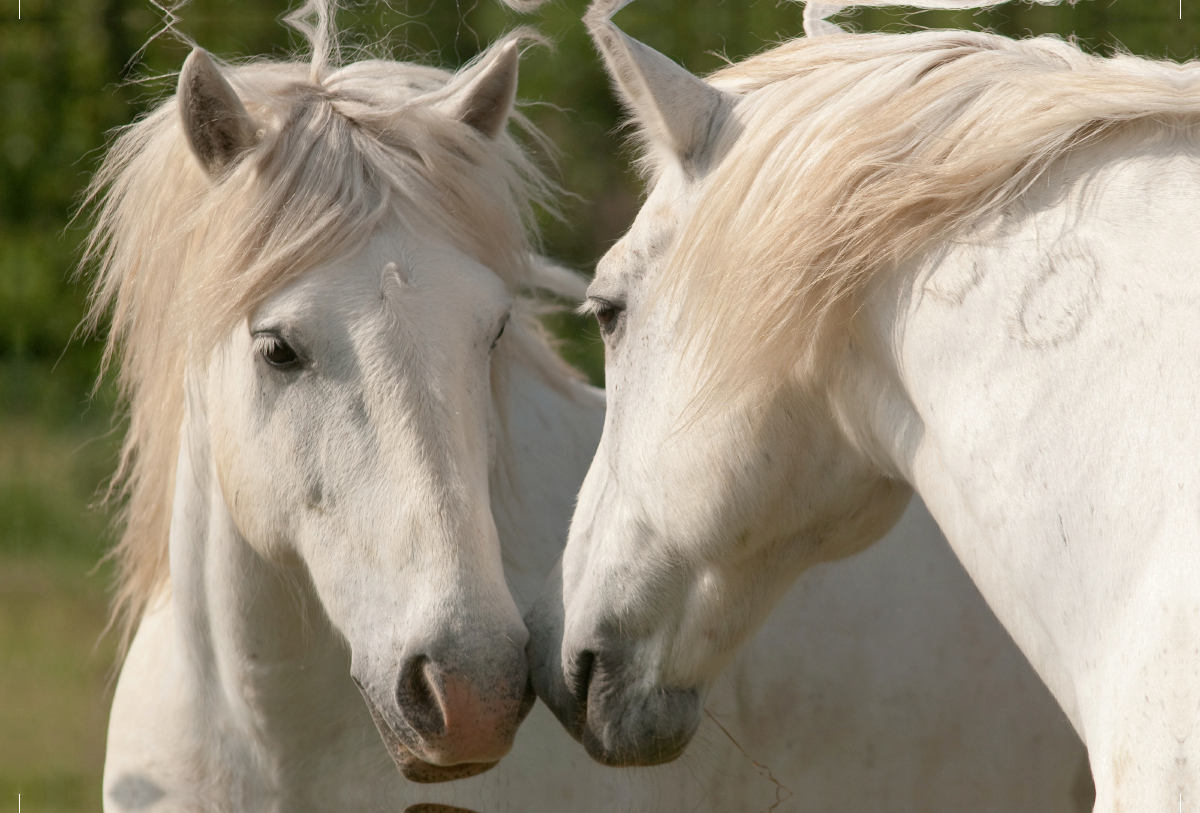 Freundschaft unter Camargue-Pferden