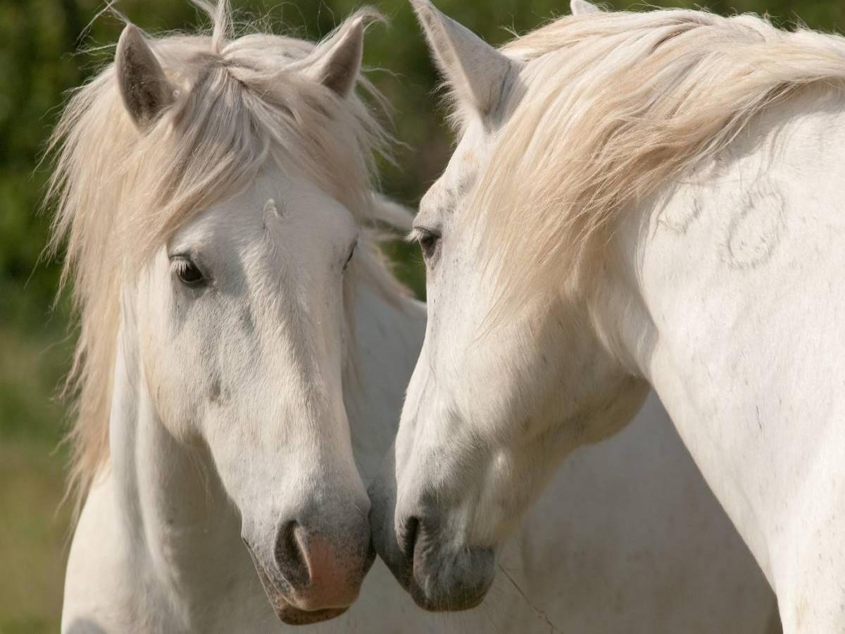 Freundschaft unter Camargue-Pferden