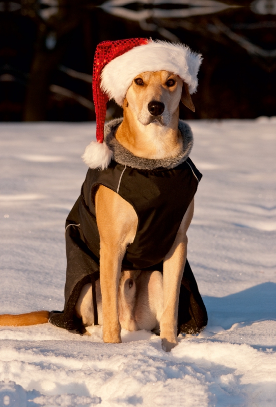 Frohe Weihnachten!