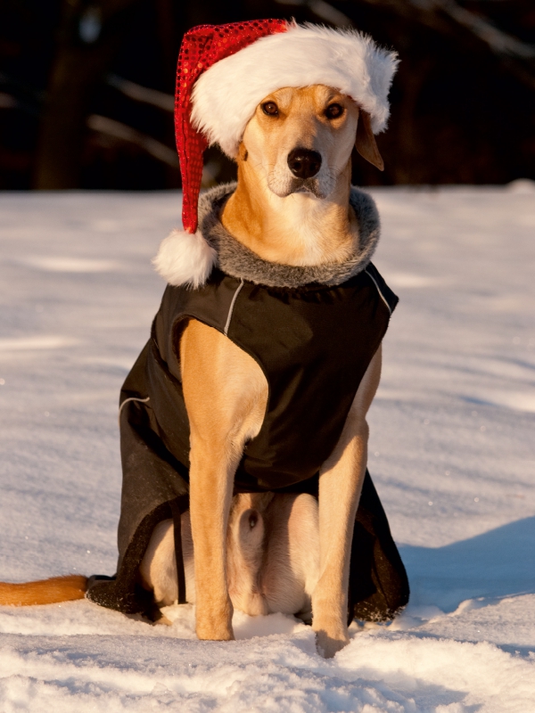 Frohe Weihnachten!