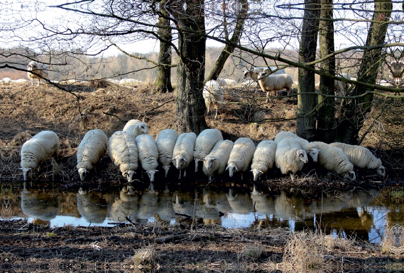 Rotterwiese-Aggerauen