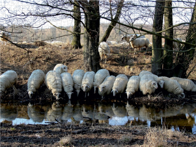 Rotterwiese-Aggerauen