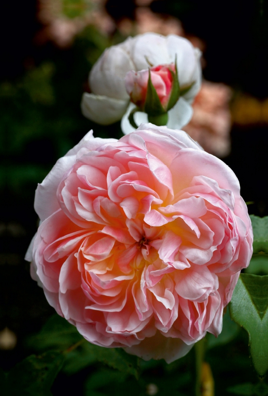 Englische Rose, Apricot