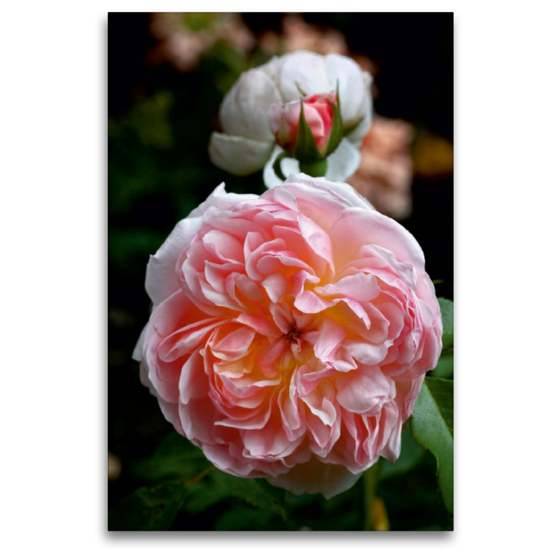 Englische Rose, Apricot