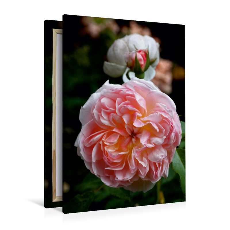 Englische Rose, Apricot