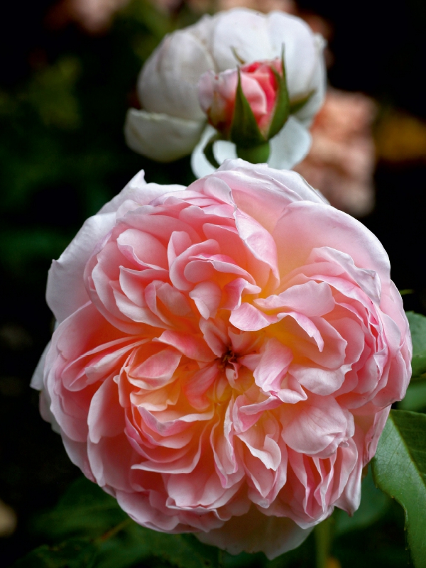 Englische Rose, Apricot