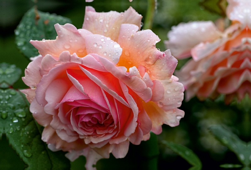 Englische Rose im Regen