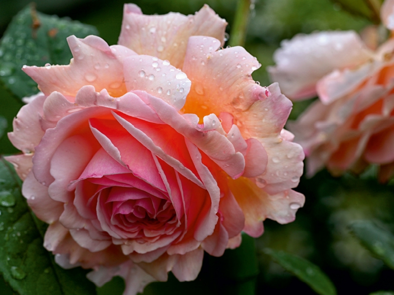 Englische Rose im Regen