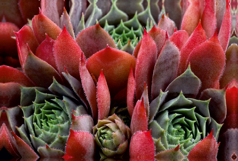 Sempervivum Feldmeier