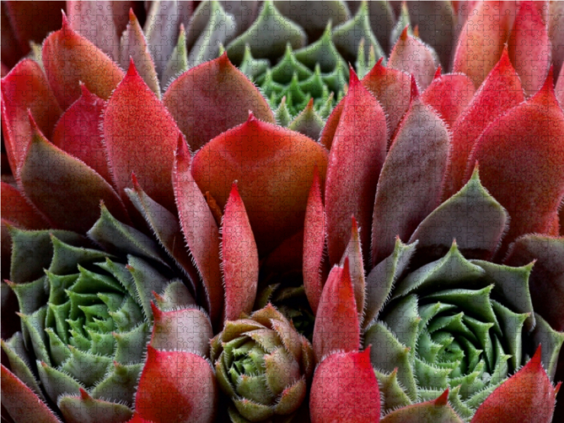 Sempervivum Feldmeier