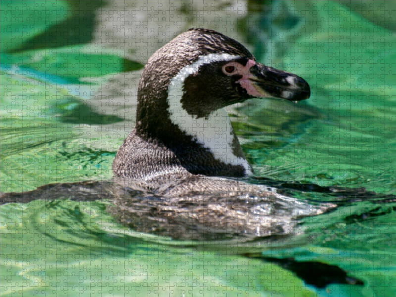 Humboldtpinguin