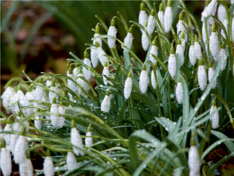 Im März die ersten Schneeglöckchen