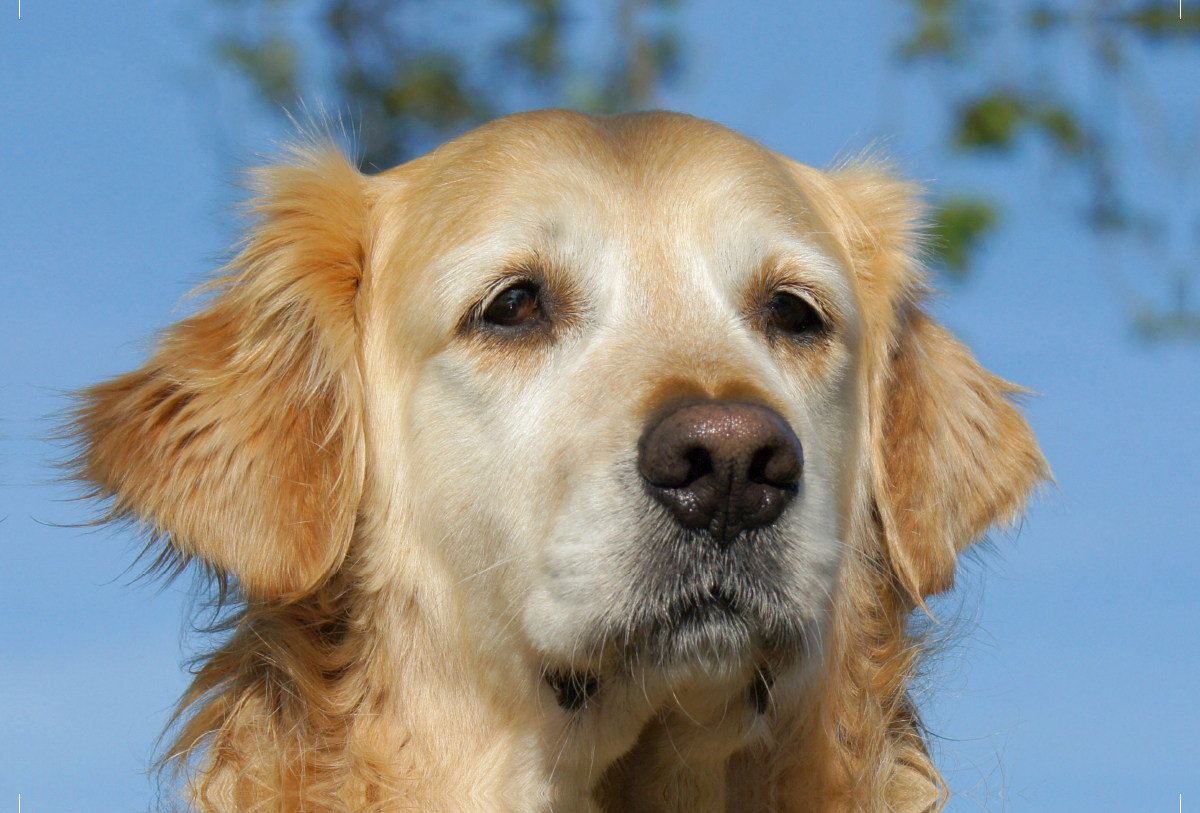 Golden Retriever Portrait